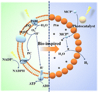 Graphical abstract: Bioinspired electron carrier mediated transmembrane photocatalytic hydrogen evolution in silica colloidosomes