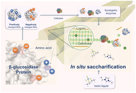 Graphical abstract: Surface-charged β-glucosidase synergizes cellulase for cellulose affinity in ionic liquid pretreated biomass in situ saccharification