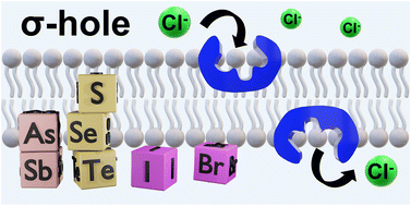 Graphical abstract: Anion transporters based on halogen, chalcogen, and pnictogen bonds: towards biological applications