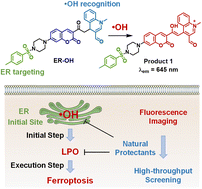 Graphical abstract: An endoplasmic reticulum-targeting hydroxyl radical fluorescent probe for imaging of ferroptosis and screening of natural protectants