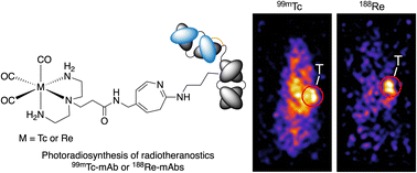 Graphical abstract: Photoradiolabeling of onartuzumab with 99mTc and 188Re-tricarbonyl for radiotheranostics of gastric cancer