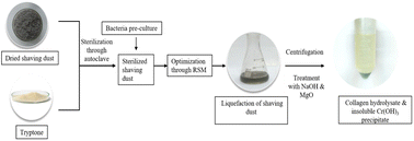 Graphical abstract: Microbial degradation of tannery chrome-solid waste using Bacillus thuringiensis: optimization of collagen hydrolysate extraction via response surface methodology