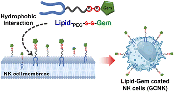 Graphical abstract: Membrane-immobilized gemcitabine for cancer-targetable NK cell surface engineering