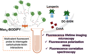 Graphical abstract: A nonavalent BODIPY with a multivalent arrangement of α-mannosides enables lectins recognition in fluorescence-based assays