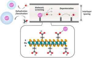 Graphical abstract: Modulating multivalent ion interaction in angstrom-scale confinement through solvent environment