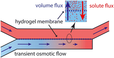 Graphical abstract: Transient osmotic flows in a microfluidic channel: measurements of solute permeability and reflection coefficients of hydrogel membranes