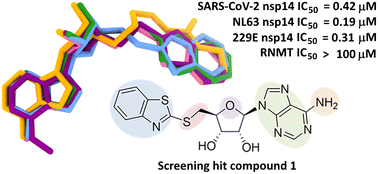 Graphical abstract: Crystallographic characterisation and development of bi-substrate inhibitors of coronavirus nsp14 methyltransferase
