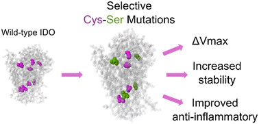 Graphical abstract: Engineering an indoleamine 2,3-dioxygenase immunotherapy via selective cysteine-to-serine mutations