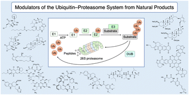 Graphical abstract: Modulators of the ubiquitin–proteasome system from natural products: chemical structures and their potential for drug discovery