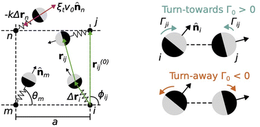 Graphical abstract: Lattice-dependent orientational order in active crystals