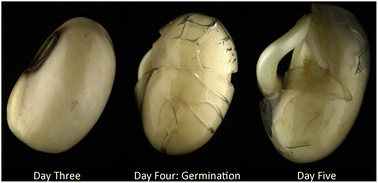 Graphical abstract: Physical effects of hydrogel coatings on seed germination