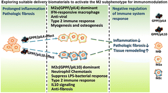 Graphical abstract: Dual-functionalized graphene oxide induces M2a and M2c macrophage polarization to orchestrate inflammation and tissue remodeling