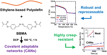 Graphical abstract: Creep-resistant, extrudable, and recyclable polyolefin covalent adaptable networks incorporating azine cross-links via reactive processing