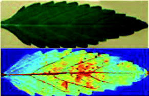 Graphical abstract: Review: The role of atomic spectrometry in plant science