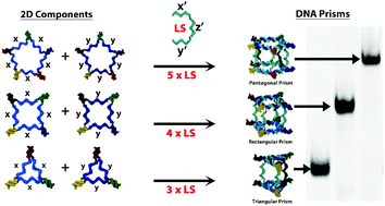 Graphical abstract: A facile, modular and high yield method to assemble three-dimensional DNA structures