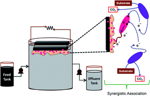 Graphical abstract: Bioaugmentation of an electrochemically active strain to enhance the electron discharge of mixed culture: process evaluation through electro-kinetic analysis