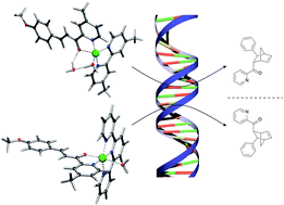 Graphical abstract: Ligand denticity controls enantiomeric preference in DNA-based asymmetric catalysis