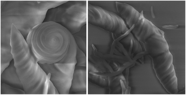 Graphical abstract: Twists and turns in the hierarchical self-assembly pathways of a non-amphiphilic chiral supramolecular material