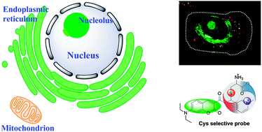 Graphical abstract: A cysteine probe with high selectivity and sensitivity promoted by response-assisted electrostatic attraction