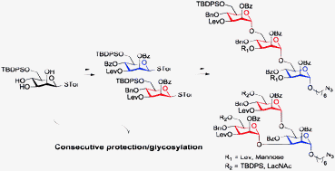 Graphical abstract: Rapid synthesis of oligomannosides with orthogonally protected monosaccharides