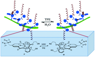 Graphical abstract: Intramolecular chiral communication in peptide–dendron hybrids