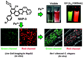 Graphical abstract: A dual colorimetric-ratiometric fluorescent probe NAP-3 for selective detection and imaging of endogenous labile iron(iii) pools in C. elegans