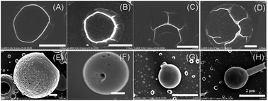 Graphical abstract: Temperature-controlled morphology evolution of porphyrin nanostructures at an oil–aqueous interface