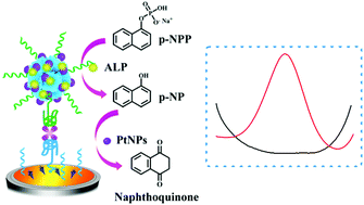 Graphical abstract: A novel aptasensor for thrombin detection based on alkaline phosphatase decorated ZnO/Pt nanoflowers as signal amplifiers