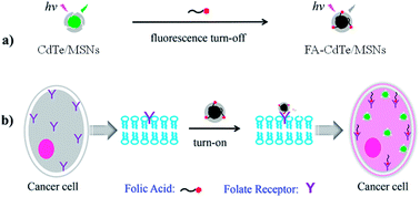 Graphical abstract: Mesoporous silica-coated quantum dots functionalized with folic acid for lung cancer cell imaging
