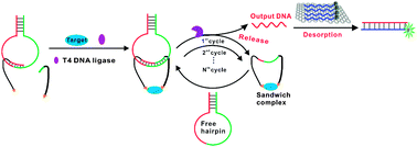 Graphical abstract: Amplified binding-induced homogeneous assay through catalytic cycling of analyte for ultrasensitive protein detection