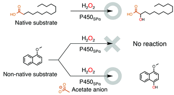 Graphical abstract: Acetate anion-triggered peroxygenation of non-native substrates by wild-type cytochrome P450s