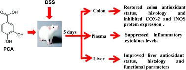 Graphical abstract: Dietary protocatechuic acid ameliorates dextran sulphate sodium-induced ulcerative colitis and hepatotoxicity in rats
