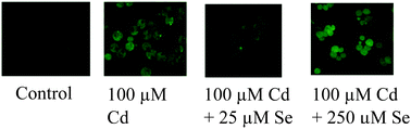 Graphical abstract: An in vitro examination of selenium–cadmium antagonism using primary cultures of rainbow trout (Oncorhynchus mykiss) hepatocytes