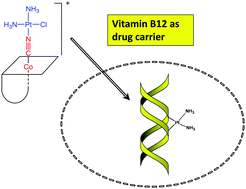 Graphical abstract: Cellular uptake of metallated cobalamins