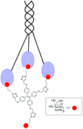 Graphical abstract: Bi- to tetravalent glycoclusters presenting GlcNAc/GalNAc as inhibitors: from plant agglutinins to human macrophage galactose-type lectin (CD301) and galectins