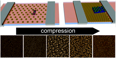 Graphical abstract: Isostructural solid–solid phase transition in monolayers of soft core–shell particles at fluid interfaces: structure and mechanics