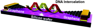 Graphical abstract: Revealing the direct effect of individual intercalations on DNA conductance toward single-molecule electrical biodetection