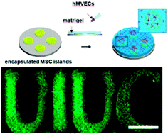 Graphical abstract: Spatially defined stem cell-laden hydrogel islands for directing endothelial tubulogenesis