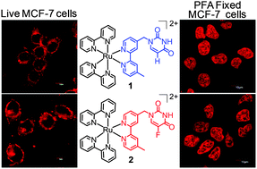 Graphical abstract: New imaging reagents for lipid dense regions in live cells and the nucleus in fixed MCF-7 cells