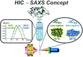 Graphical abstract: On-line determination by small angle X-ray scattering of the shape of hen egg white lysozyme immediately following elution from a hydrophobic interaction chromatography column