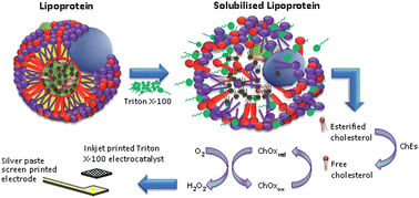 Graphical abstract: Measurement of total cholesterol using an enzyme sensor based on a printed hydrogen peroxide electrocatalyst