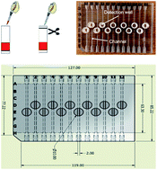 Graphical abstract: A quantitative, in vitro appraisal of experimental low-glucose storage solutions used for blood banking