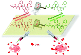 Graphical abstract: Peptide based hydrogels for cancer drug release: modulation of stiffness, drug release and proteolytic stability of hydrogels by incorporating d-amino acid residue(s)