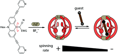 Graphical abstract: Endohedral dynamics of push–pull rotor-functionalized cages