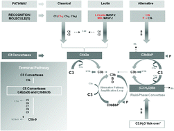 Graphical abstract: Smart polymers in drug delivery: a biological perspective