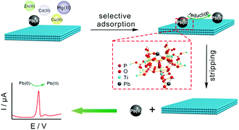 Graphical abstract: An atomically thick titanium phosphate thin layer with enhancing electrochemical sensitivity toward Pb(ii)