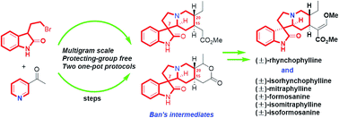 Graphical abstract: Collective formal synthesis of (±)-rhynchophylline and homologues