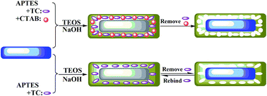 Graphical abstract: A mesoporous fluorescent sensor based on ZnO nanorods for the fluorescent detection and selective recognition of tetracycline