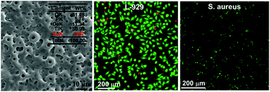 Graphical abstract: The dual function of Cu-doped TiO2 coatings on titanium for application in percutaneous implants