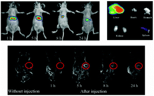 Graphical abstract: Simple synthesis of amino acid-functionalized hydrophilic upconversion nanoparticles capped with both carboxyl and amino groups for bimodal imaging